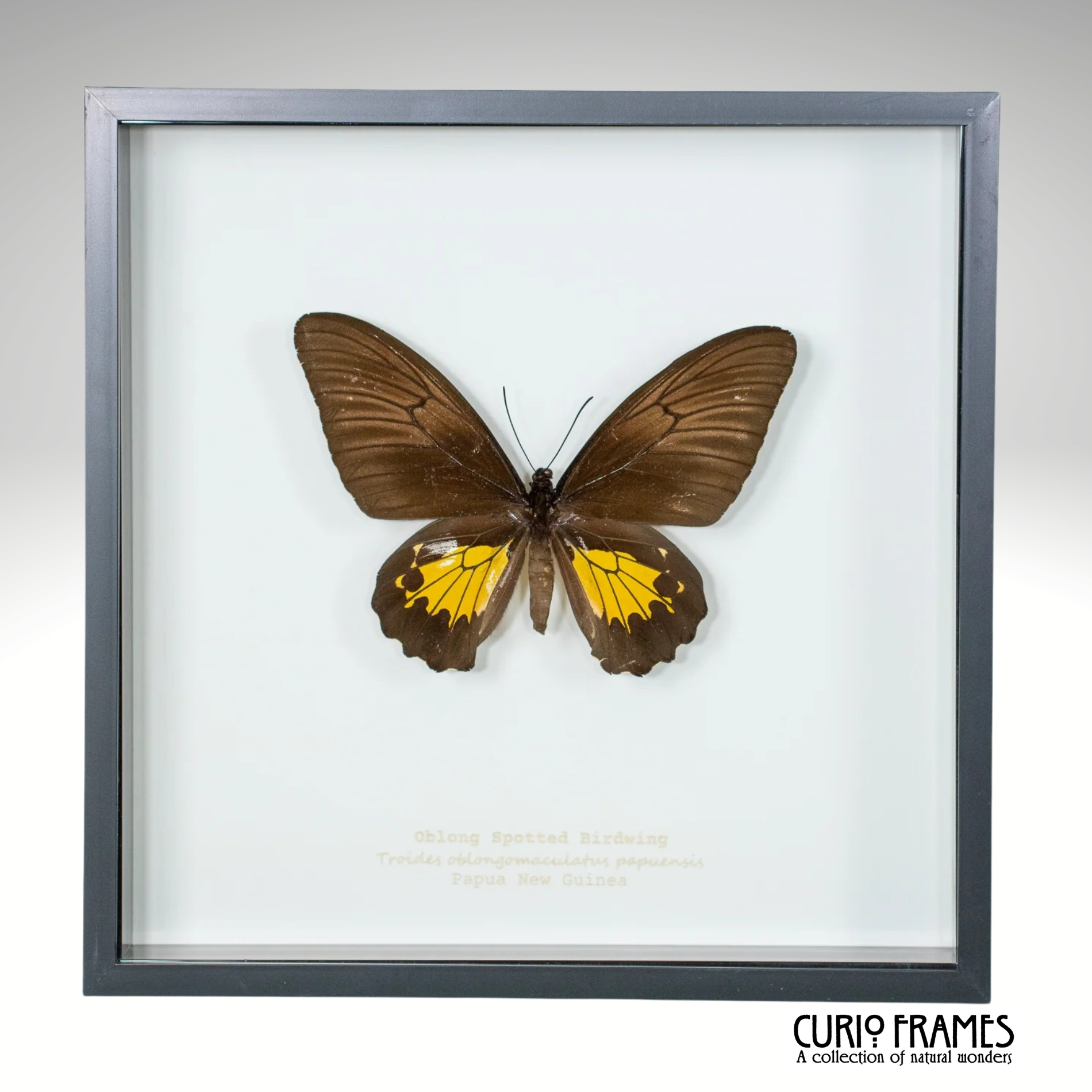 Oblong Spotted Birdwing