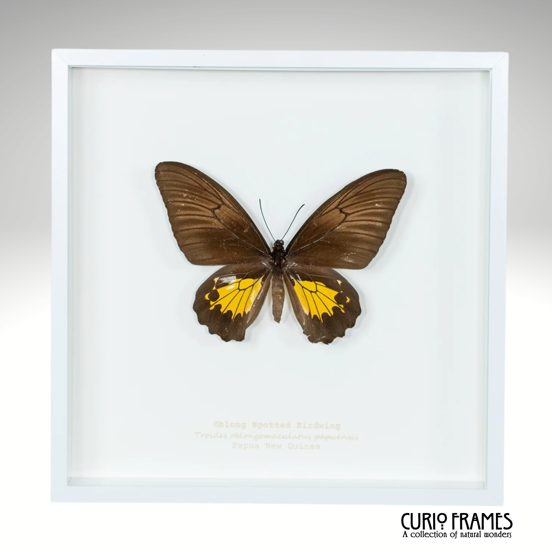 Oblong Spotted Birdwing