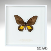 Oblong Spotted Birdwing