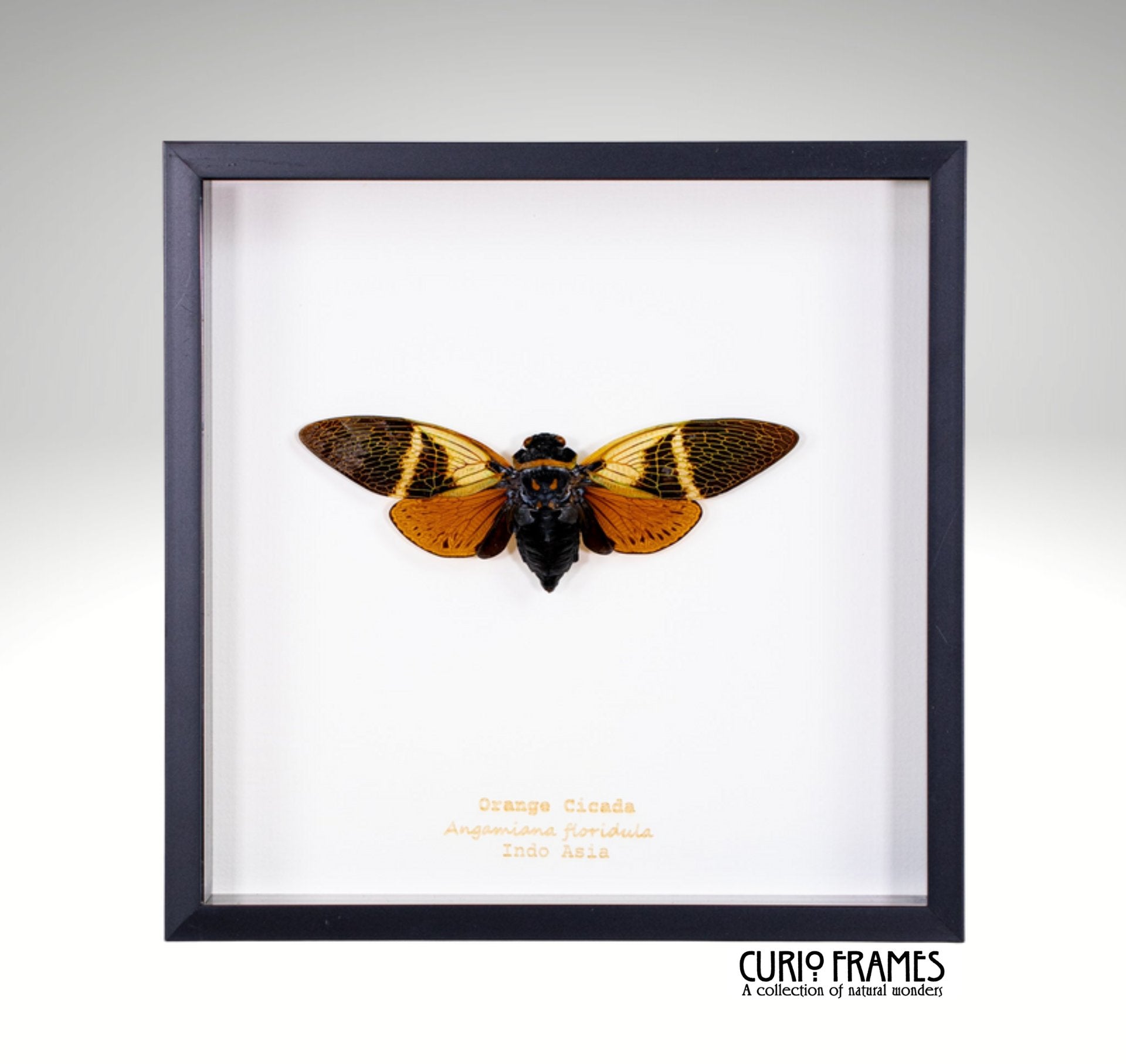 Orange Cicada