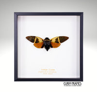 Orange Cicada