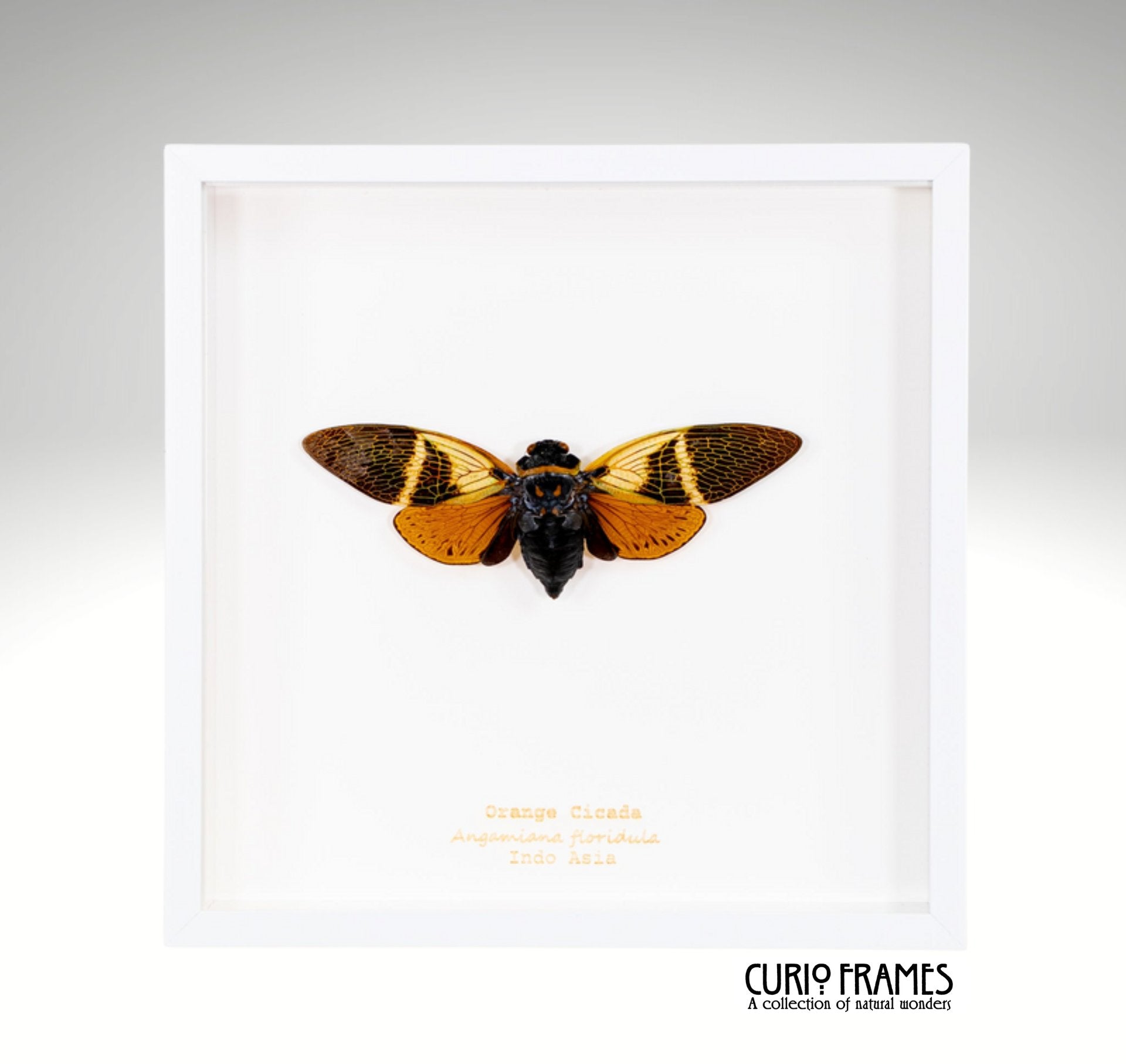 Orange Cicada