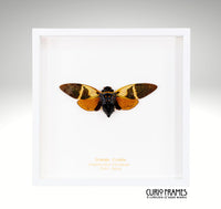 Orange Cicada