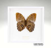 Owl Butterfly (large)