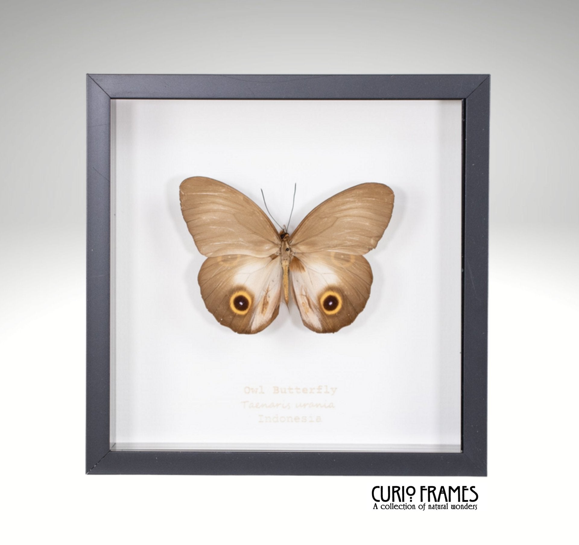 Owl Butterfly