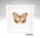 Owl Butterfly