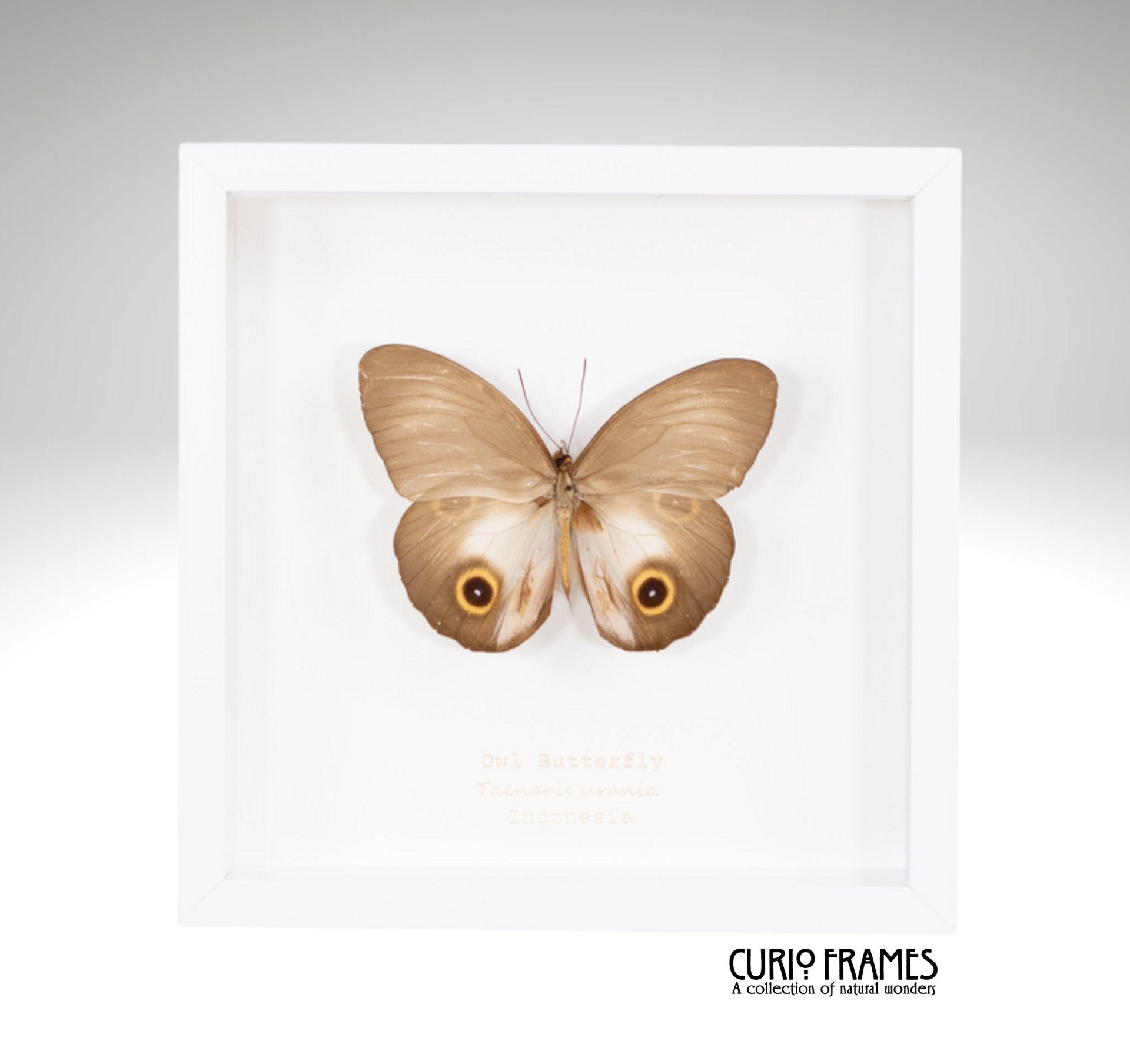 Owl Butterfly