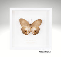 Owl Butterfly