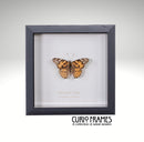 Painted Lady
