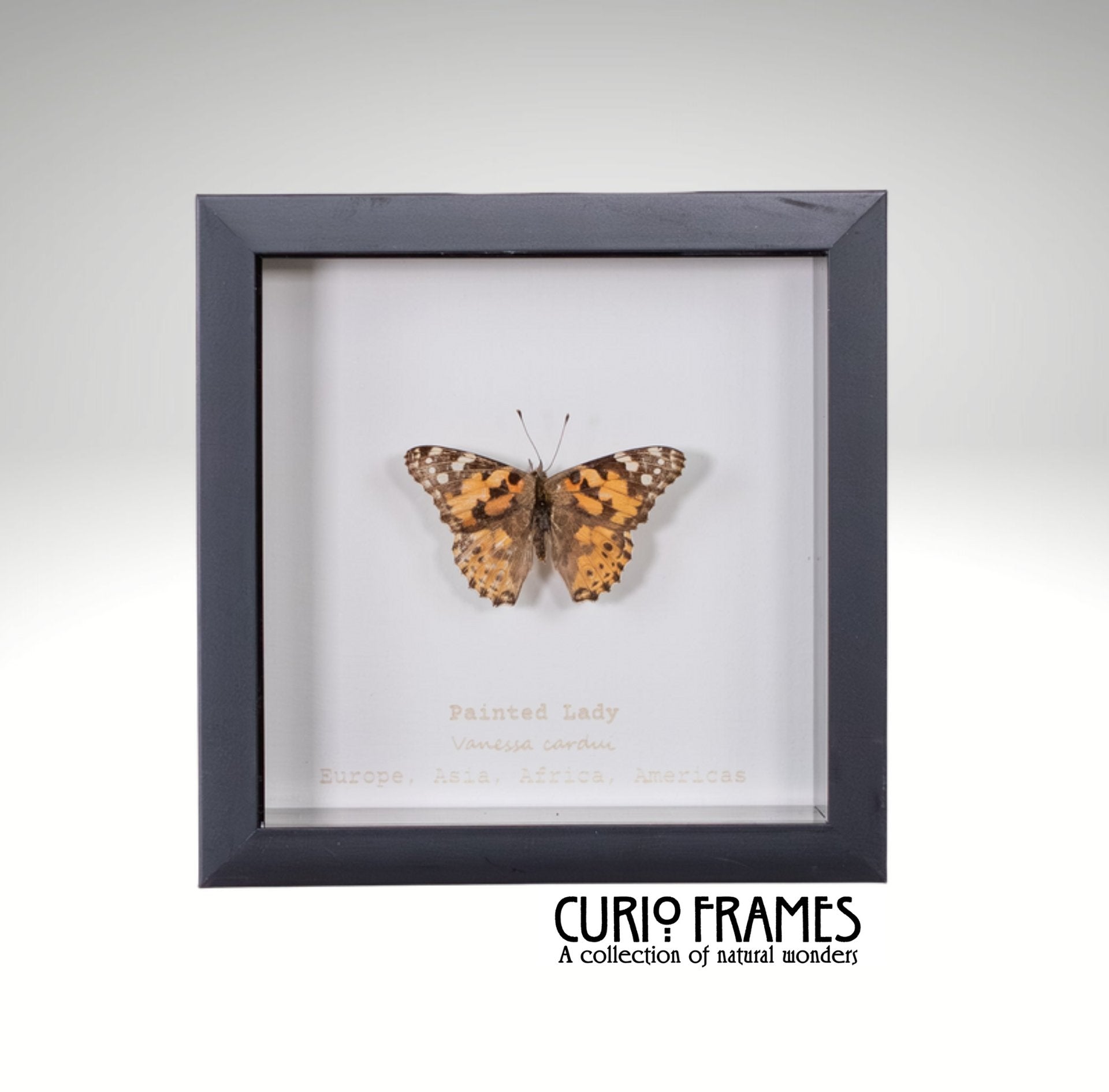 Painted Lady