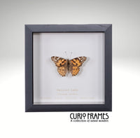 Painted Lady