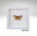 Painted Lady