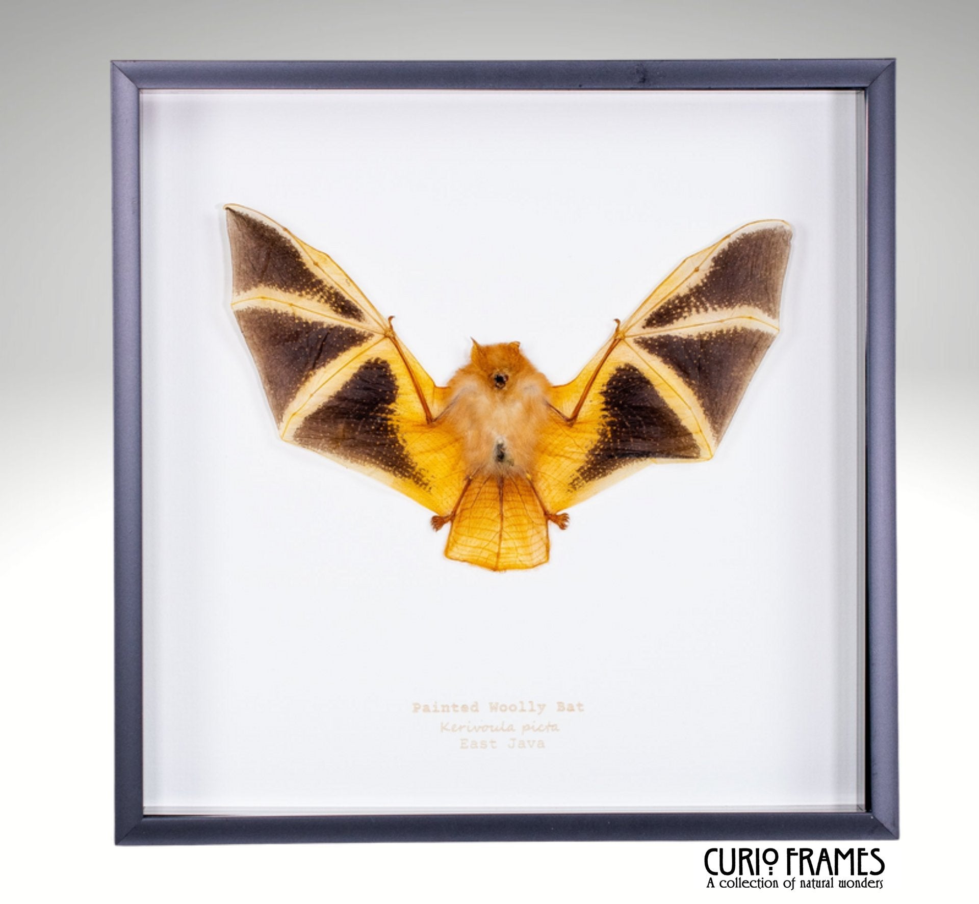 Painted Woolly Bat