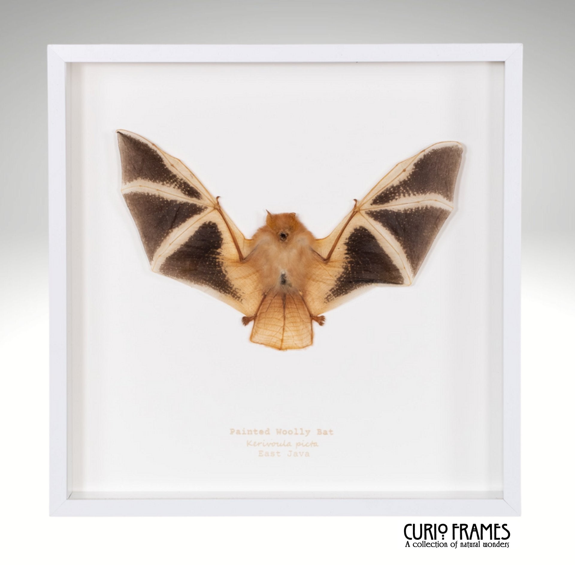 Painted Woolly Bat