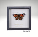 Peacock Butterfly