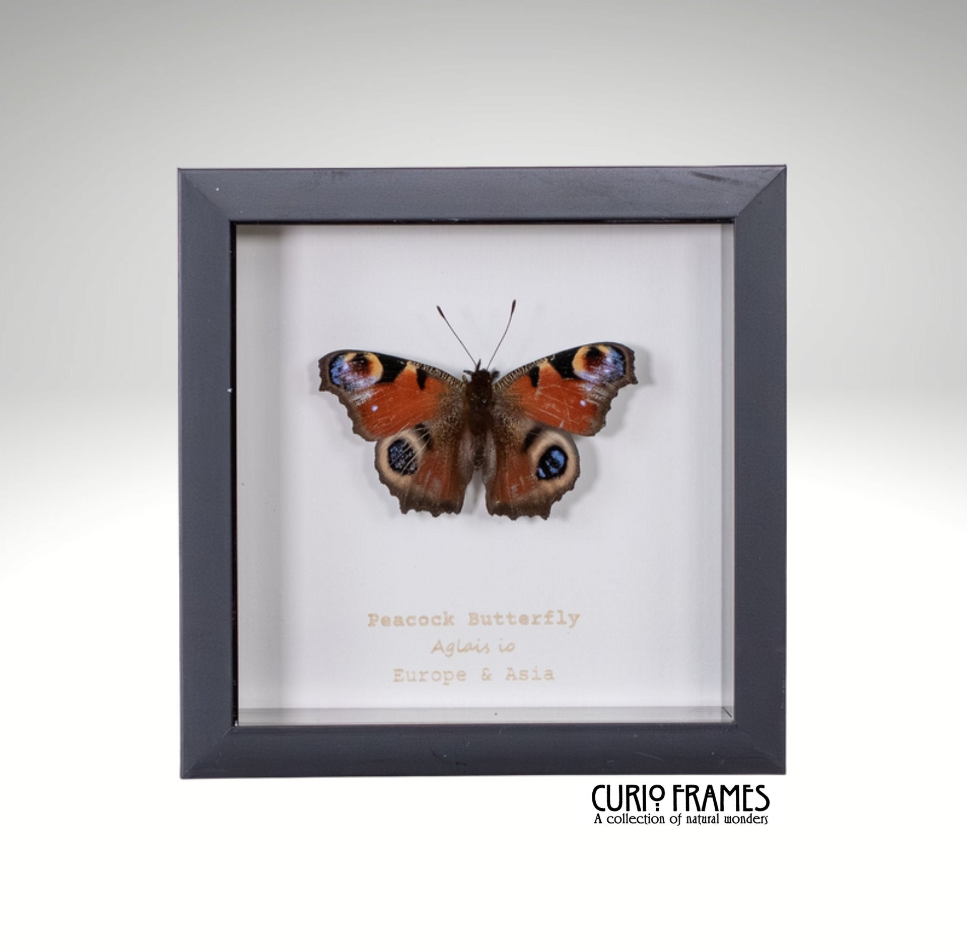 Peacock Butterfly