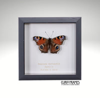 Peacock Butterfly