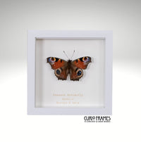 Peacock Butterfly