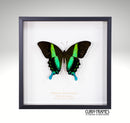 Peacock Swallowtail