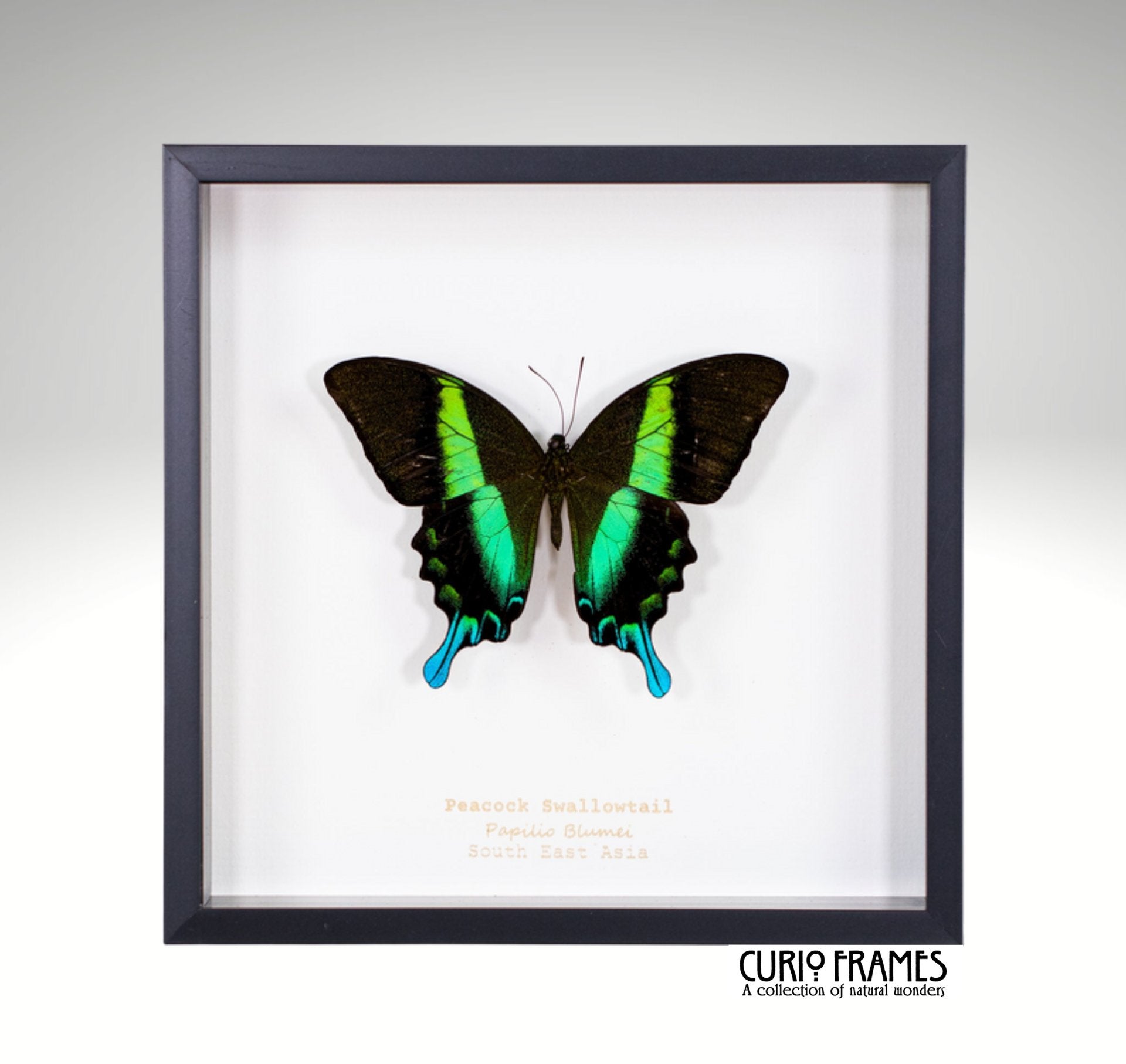 Peacock Swallowtail