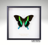 Peacock Swallowtail