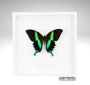 Peacock Swallowtail