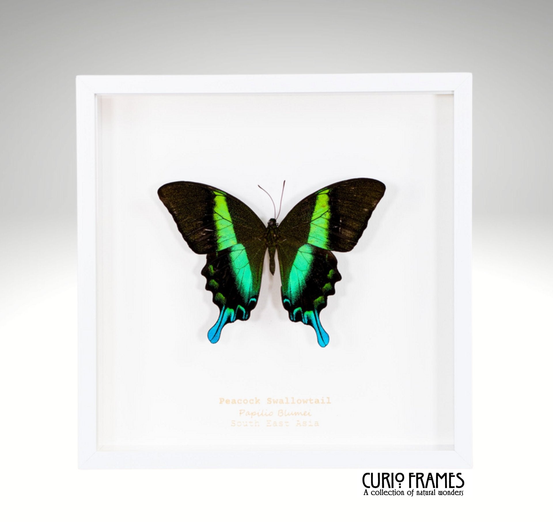 Peacock Swallowtail