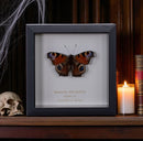 Peacock Butterfly