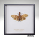 Peanut Head Lanternfly