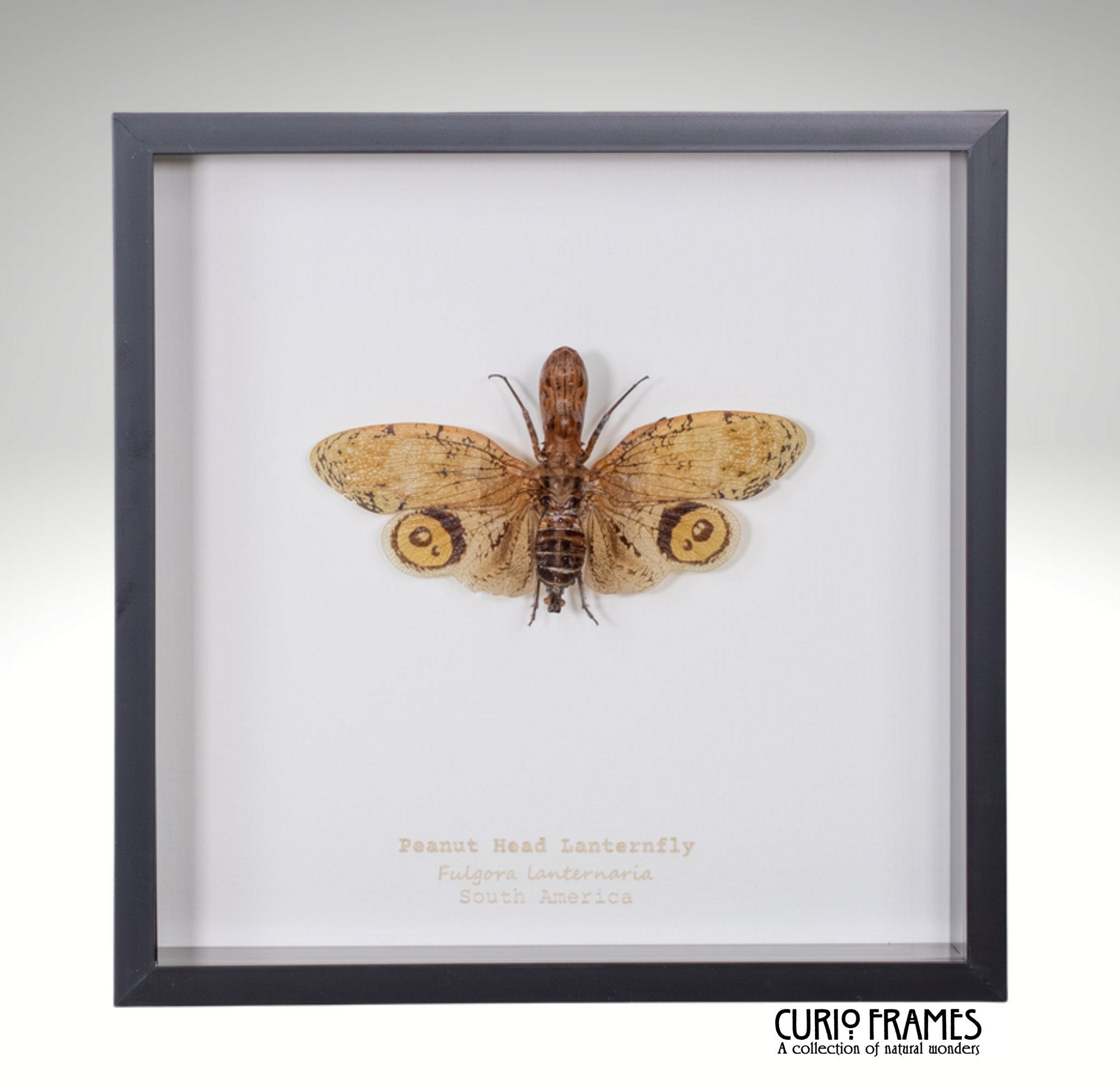Peanut Head Lanternfly