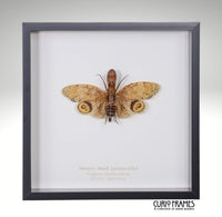 Peanut Head Lanternfly