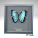 Peleides Blue Morpho