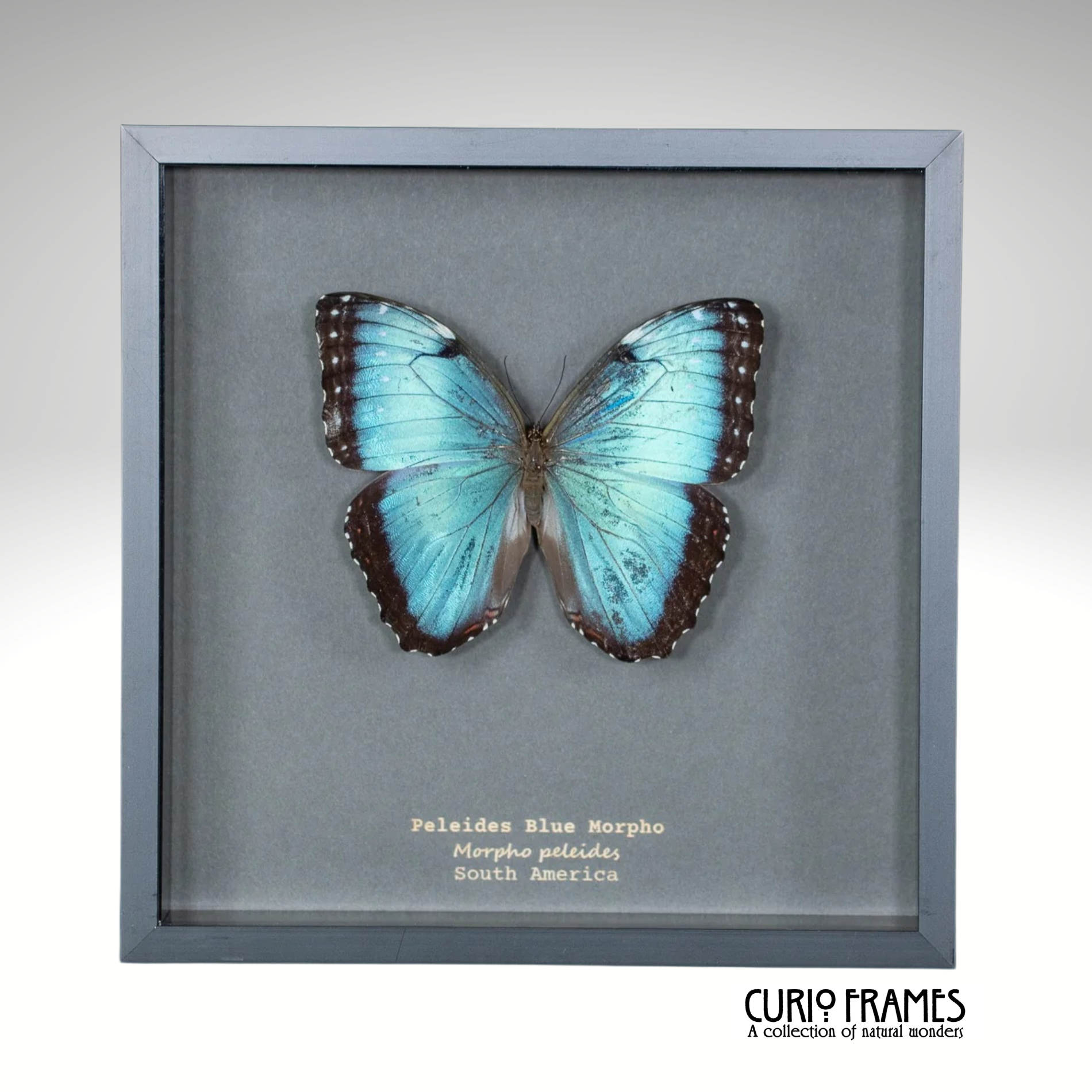 Peleides Blue Morpho