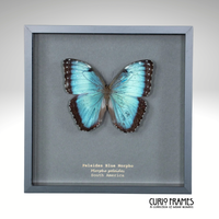 Peleides Blue Morpho