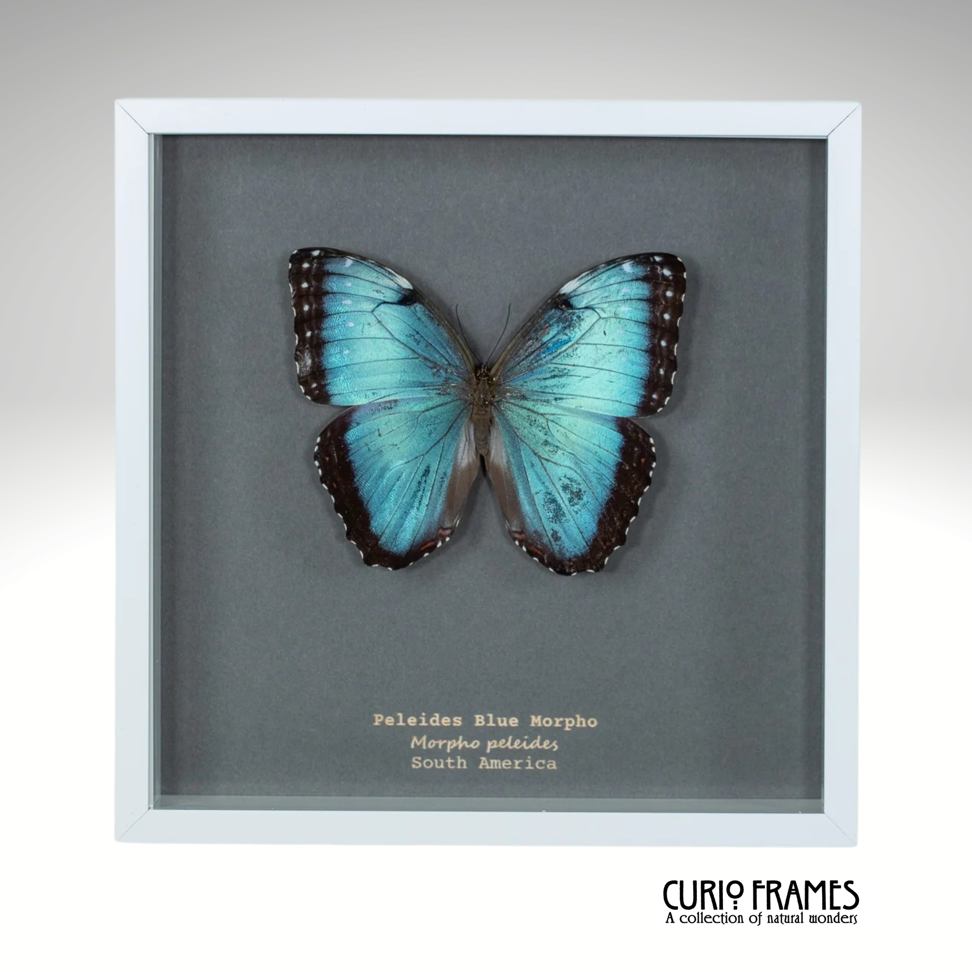 Peleides Blue Morpho