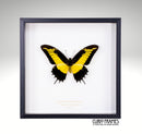 Queen Swallowtail