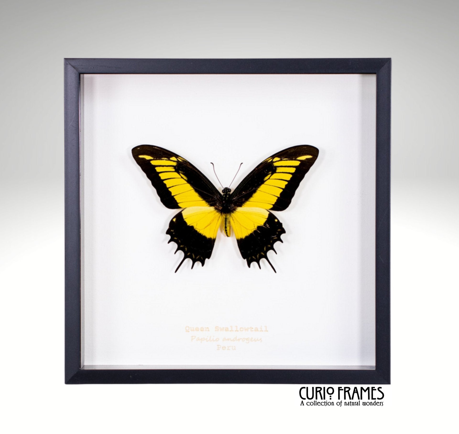 Queen Swallowtail