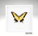 Queen Swallowtail