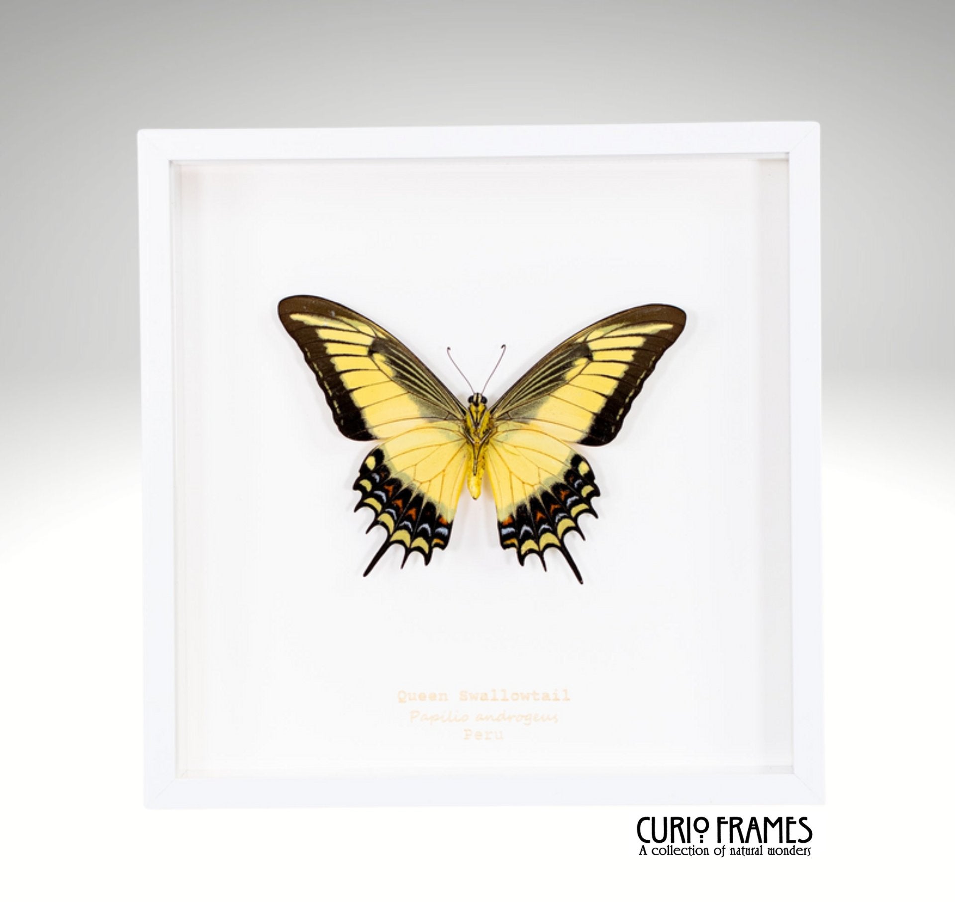 Queen Swallowtail
