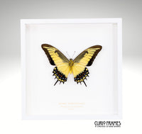 Queen Swallowtail