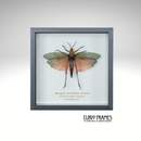 Rainbow Milkweed Locust (Small)