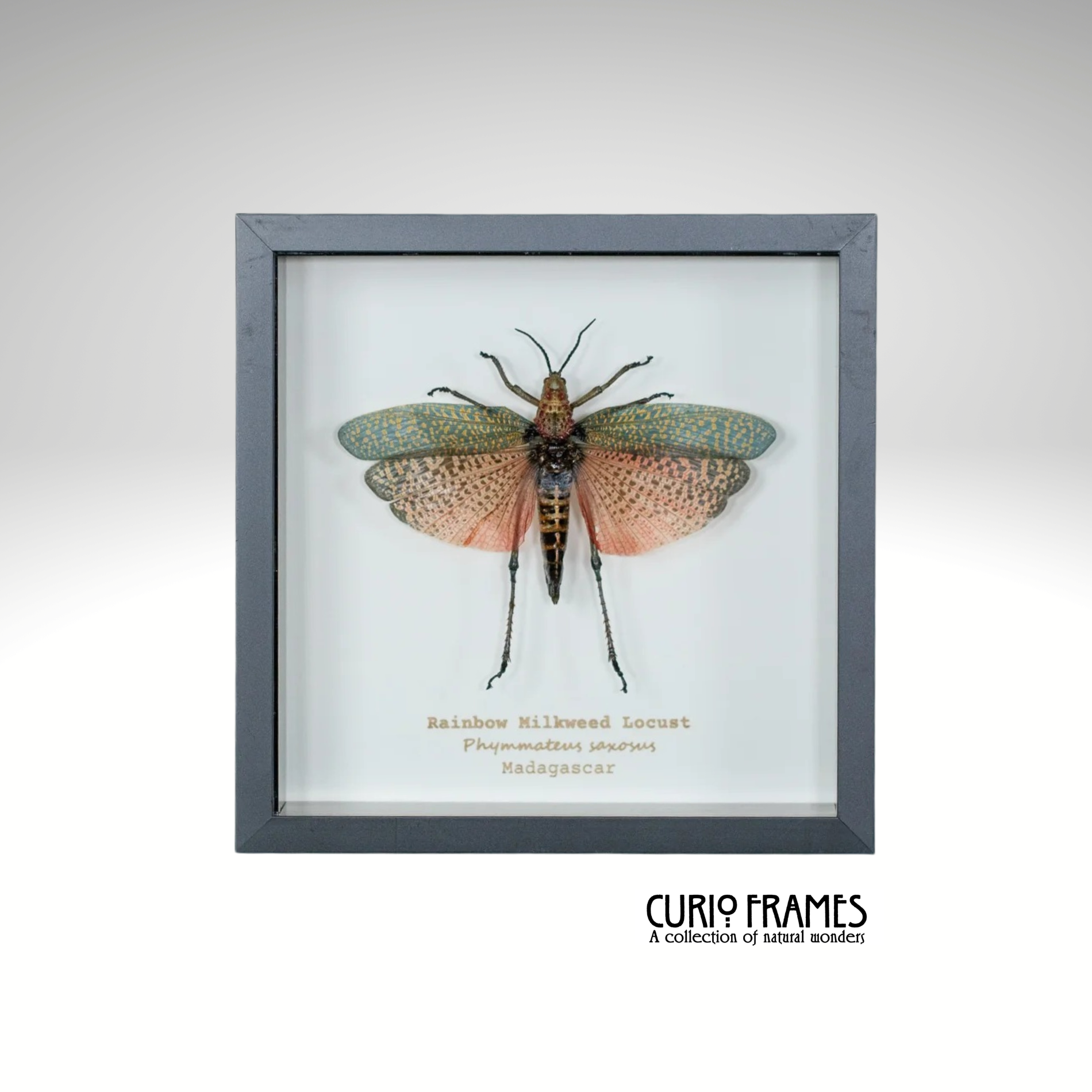 Rainbow Milkweed Locust (Small)