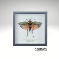 Rainbow Milkweed Locust (Small)