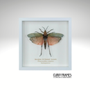 Rainbow Milkweed Locust (Small)