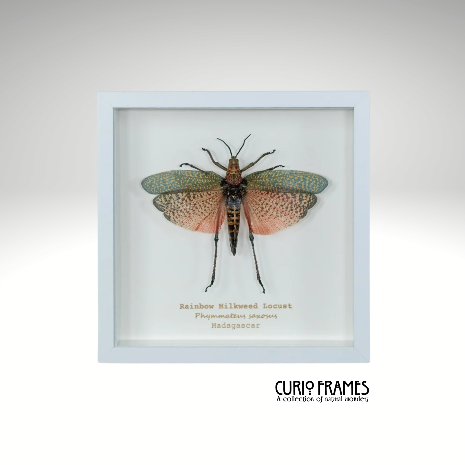 Rainbow Milkweed Locust (Small)