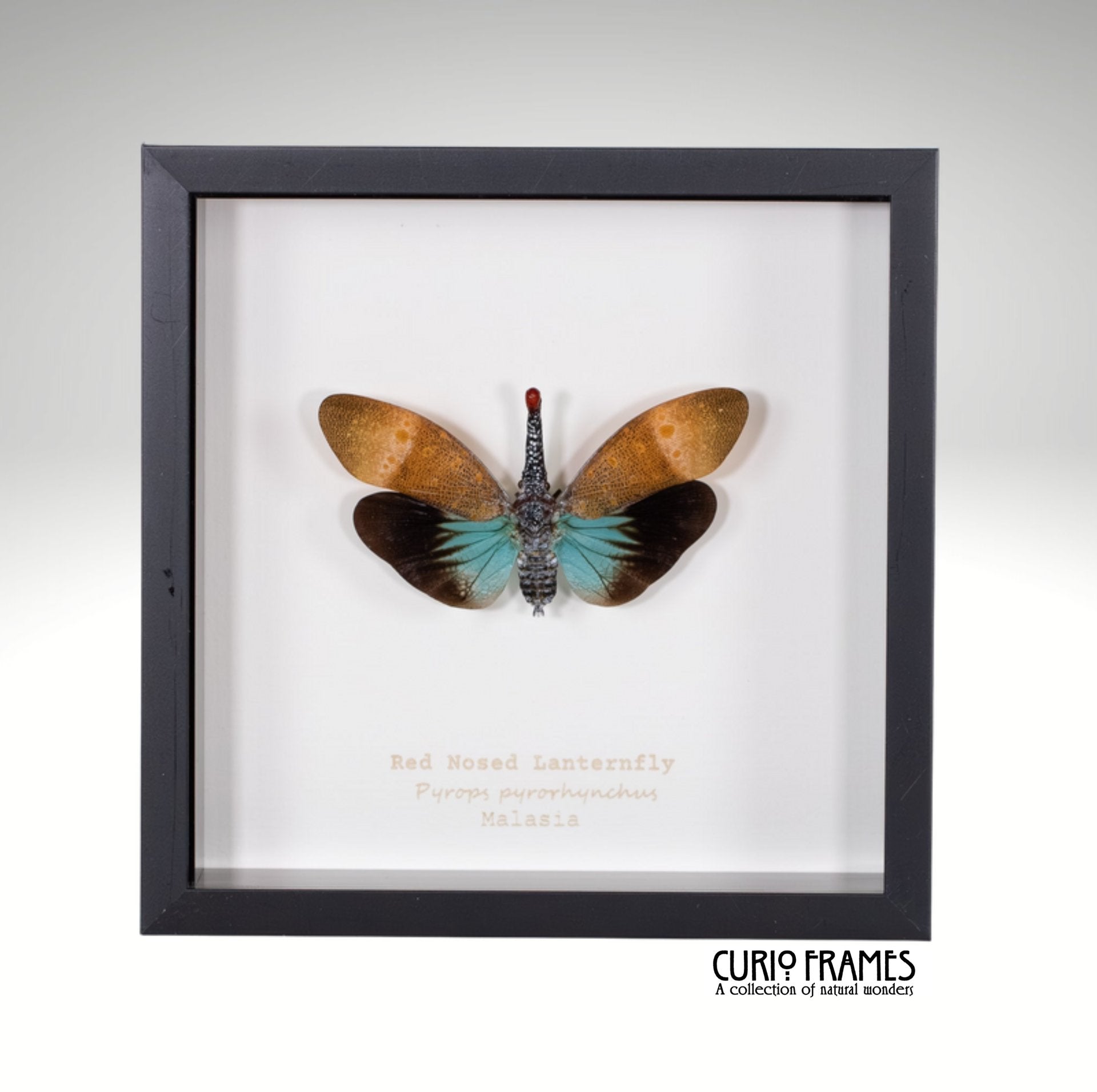 Red Nosed Lanternfly
