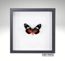 Red Doris Longwing