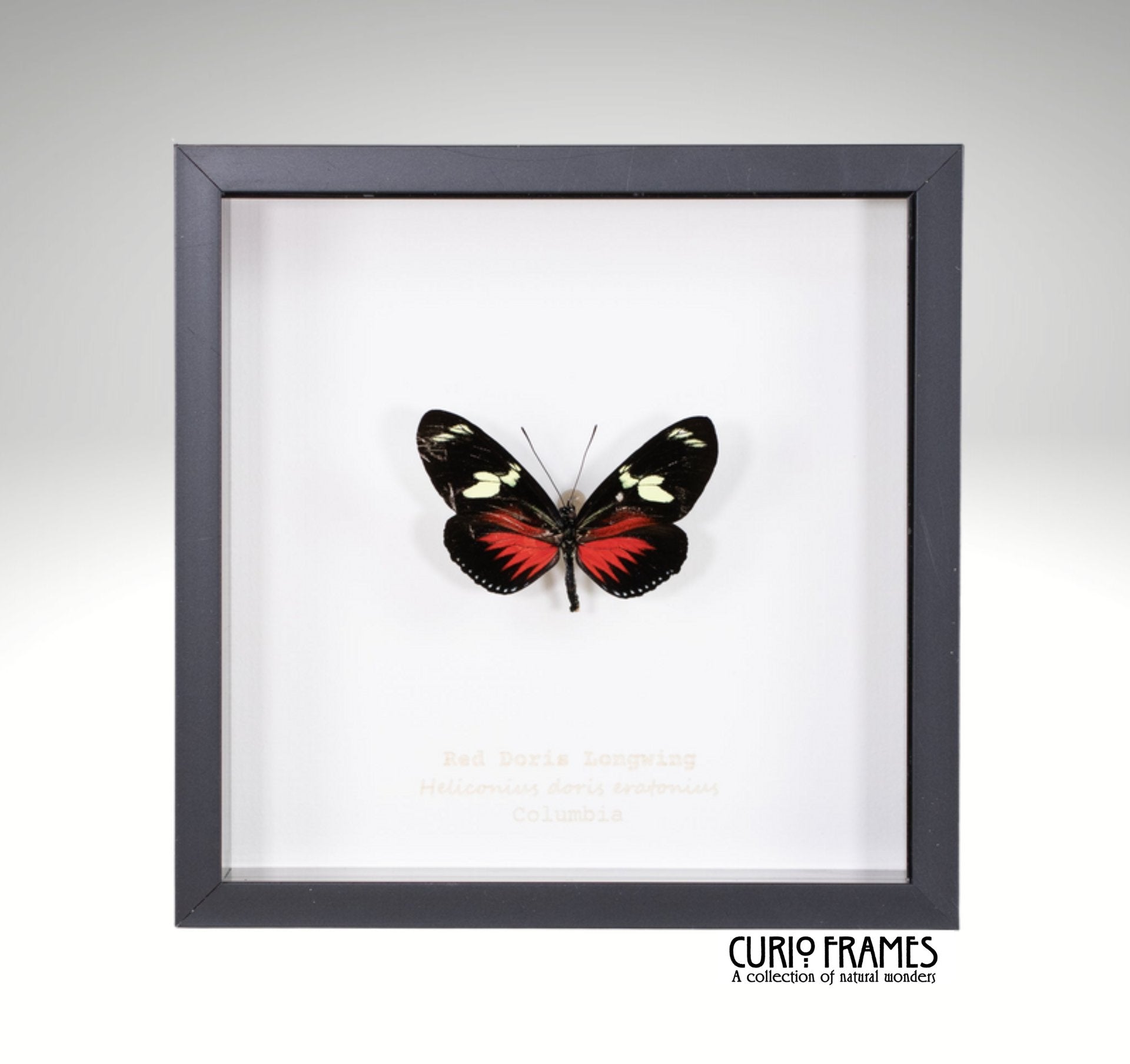 Red Doris Longwing