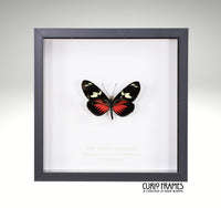 Red Doris Longwing