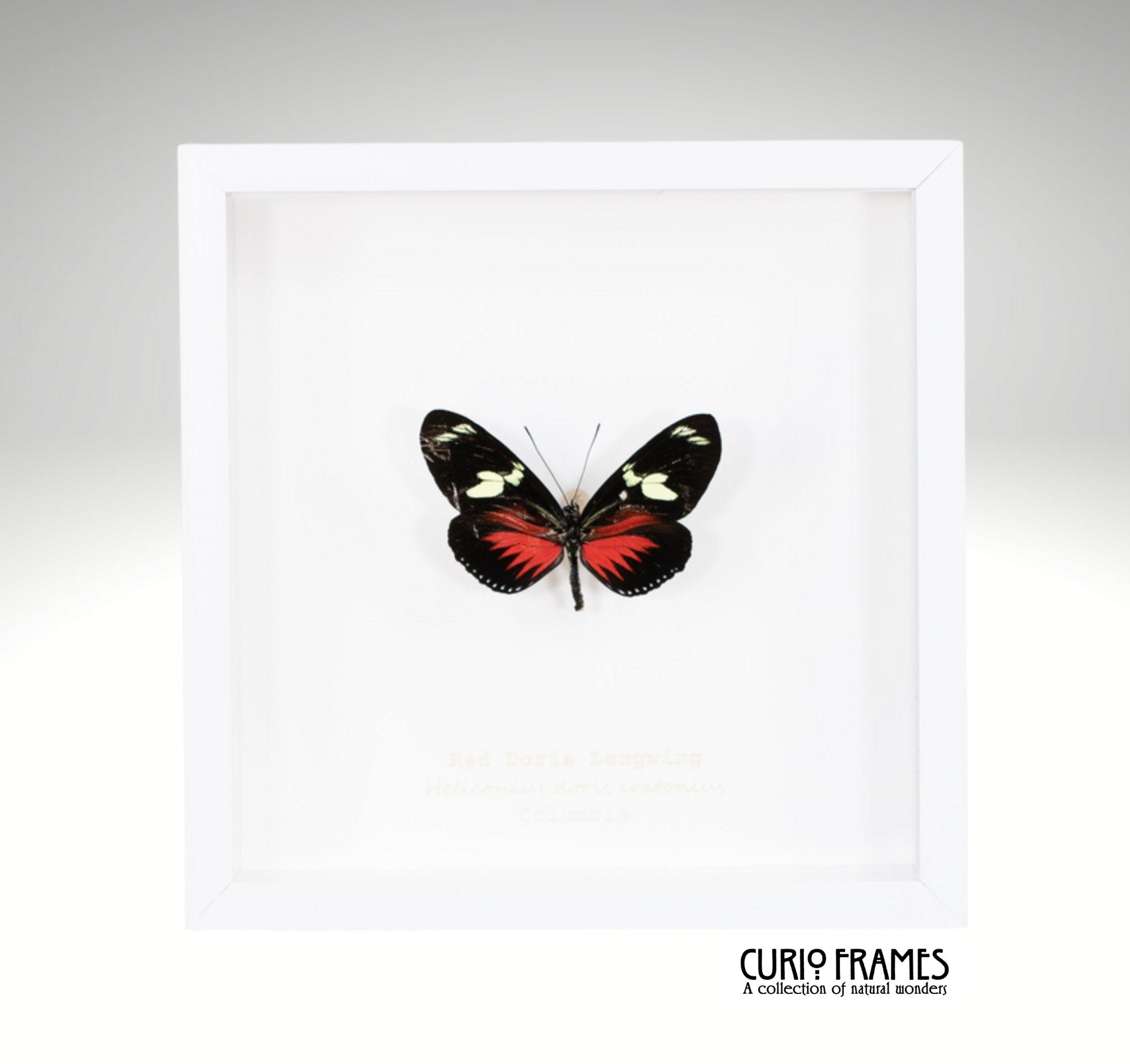 Red Doris Longwing